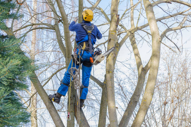  Westfield, MA Tree Removal Services Pros